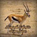 دانلود آهنگ آهویی دارم خوشگله