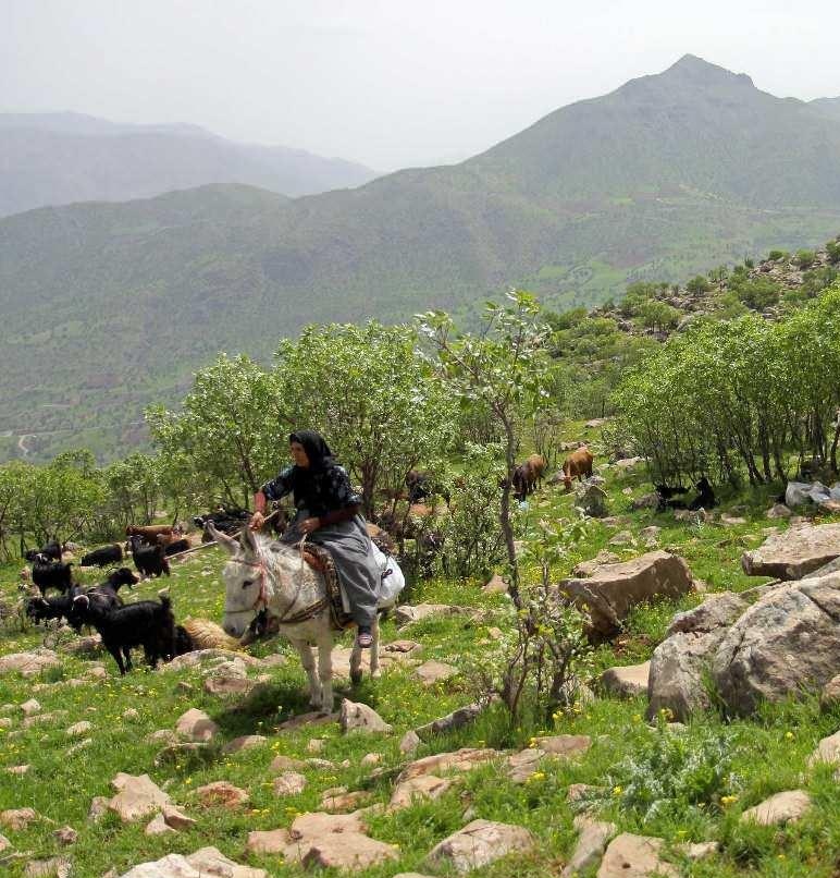 دانلود آهنگ محمد حسین جان نثاری دامن کشان IMG 20230628 003145 دانلود آهنگ محمد حسین جان نثاری دامن کشان