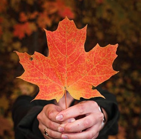 دانلود آهنگ صدای خش خش برگ و پاییز و بارون Screenshot 2023 09 21 145829 دانلود آهنگ صدای خش خش برگ و پاییز و بارون