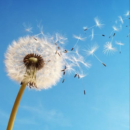 دانلود آهنگ مجید غلامعلیان قاصدک Majid Gholamalian Ghasesak 0ea6a دانلود آهنگ مجید غلامعلیان قاصدک