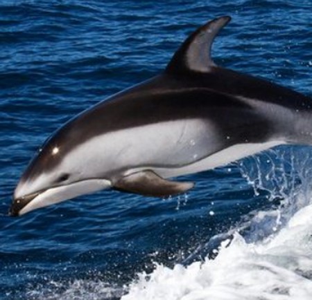 دانلود آهنگ دلفین سیاه Screenshot 2024 02 14 145544 دانلود آهنگ دلفین سیاه