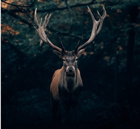 دانلود آهنگ اهوی منو کردن شکارش اصلی و ریمیکس Screenshot 2024 02 22 211658 دانلود آهنگ اهوی منو کردن شکارش اصلی و ریمیکس