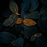 دانلود آهنگ شروع اشناییمون بود اتفاقی دانلود آهنگ شروع اشناییمون بود اتفاقی