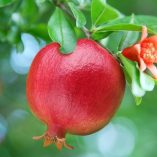 دانلود آهنگ مست چشاتم گل انارم بشین کنارم دانلود آهنگ مست چشاتم گل انارم بشین کنارم