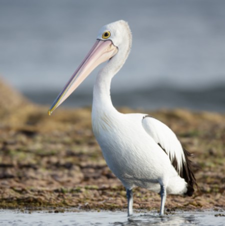 دانلود ریمیکس تو فصل پرواز پلیکان ها Screenshot 2024 07 14 190638 دانلود ریمیکس تو فصل پرواز پلیکان ها