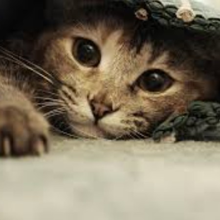 دانلود آهنگ من میرم پیشی میشم تو میری هاپو میشی Screenshot 2024 08 05 024003 دانلود آهنگ من میرم پیشی میشم تو میری هاپو میشی