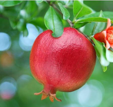 دانلود آهنگ قد گلم کشیده انار نو رسیده ی Screenshot 2025 03 25 005252 دانلود آهنگ قد گلم کشیده انار نو رسیده ی