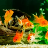 دانلود آهنگ ماهی تنگ نباشد دل طوفانی ما