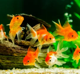  دانلود آهنگ ماهی تنگ نباشد دل طوفانی ما